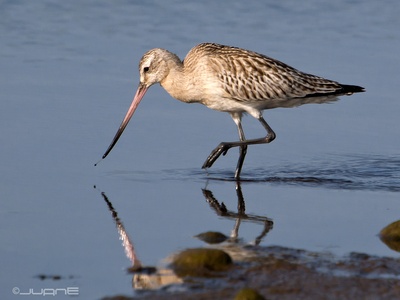 Bar-tailed Godwit