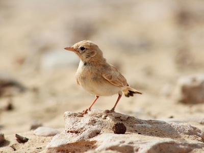 Bar-tailed Lark