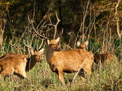 Barasingha (swamp deer)