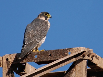 Barbary Falcon