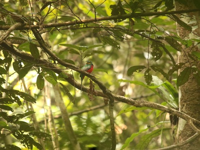 Bare-cheeked Trogon