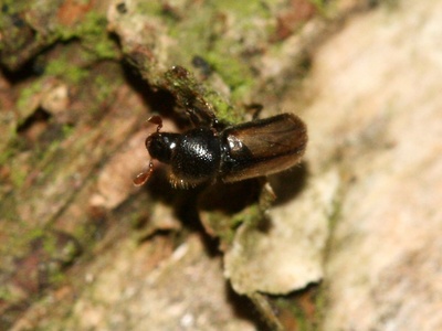 Bark beetles and ambrosia beetles 