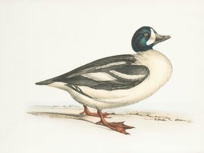 Barrow's Goldeneye