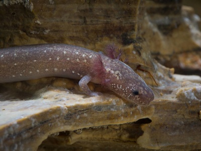 Barton Springs Salamander