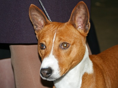 Basenji