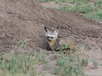 Bat-eared Fox