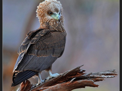Bateleur