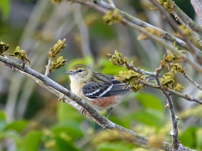 Bay-breasted Warbler