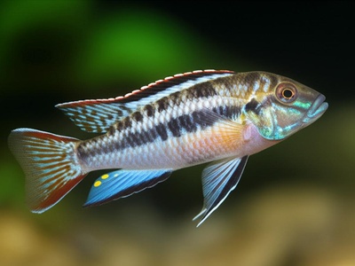 Beadles' Cichlid
