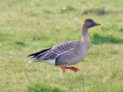 Bean Goose