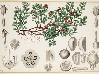 Bearberry