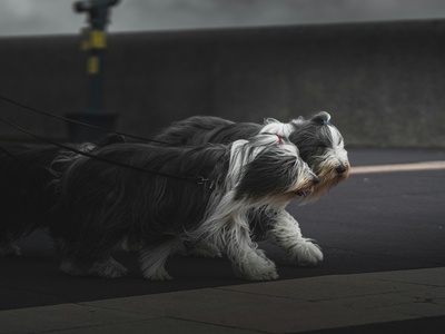 Bearded Collie