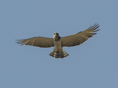 Beaudouin's Snake Eagle