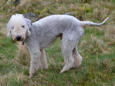 Bedlington Terrier