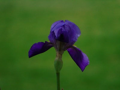 Before the Storm Iris