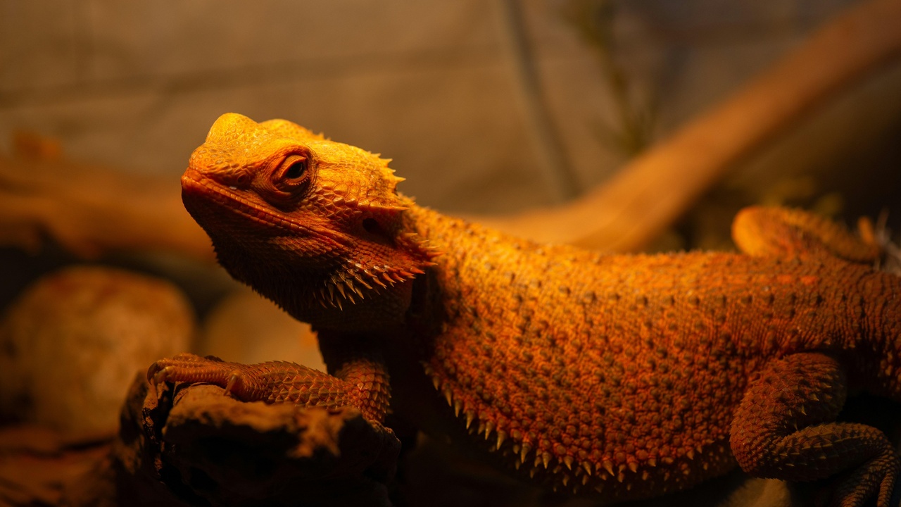 Bearded dragon signaling with head bob and arm wave