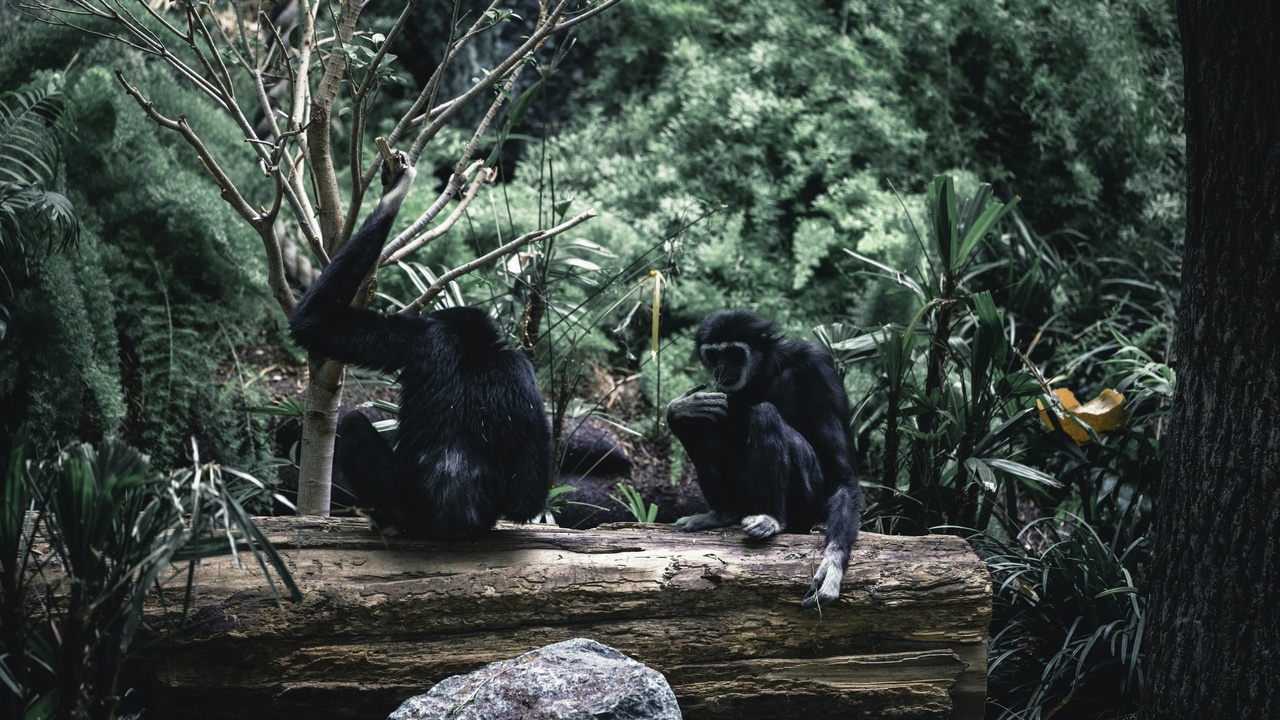 Two pet chinchillas grooming and resting together