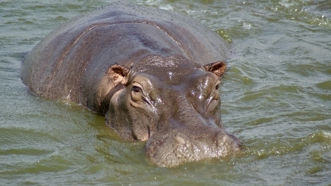 Group of hippos in a river at dusk showing social behavior