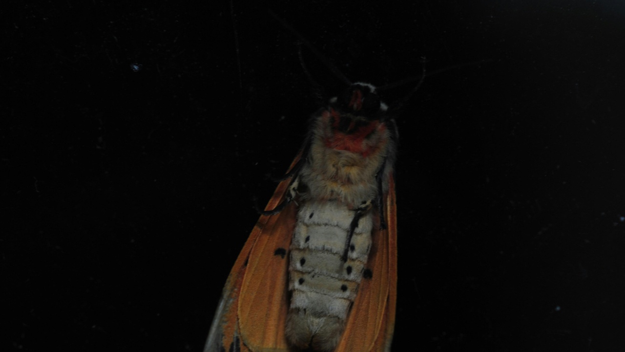 Nocturnal cockroach emerging to feed on kitchen waste