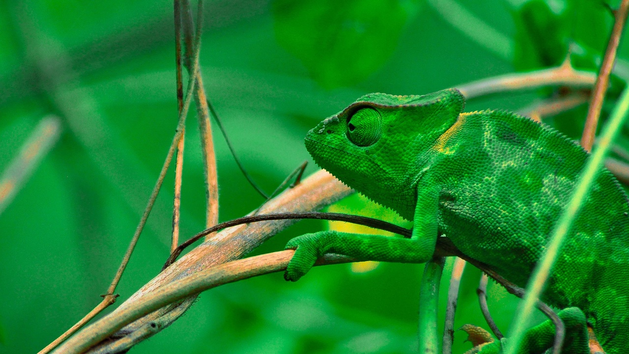 Chameleon in shrub hunting insects and green iguana basking in treetop
