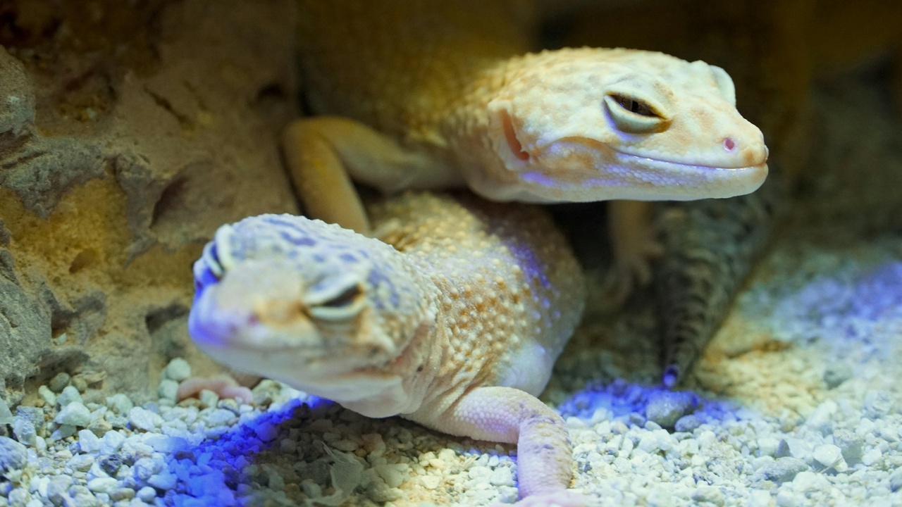 Laboratory axolotl used in regeneration research