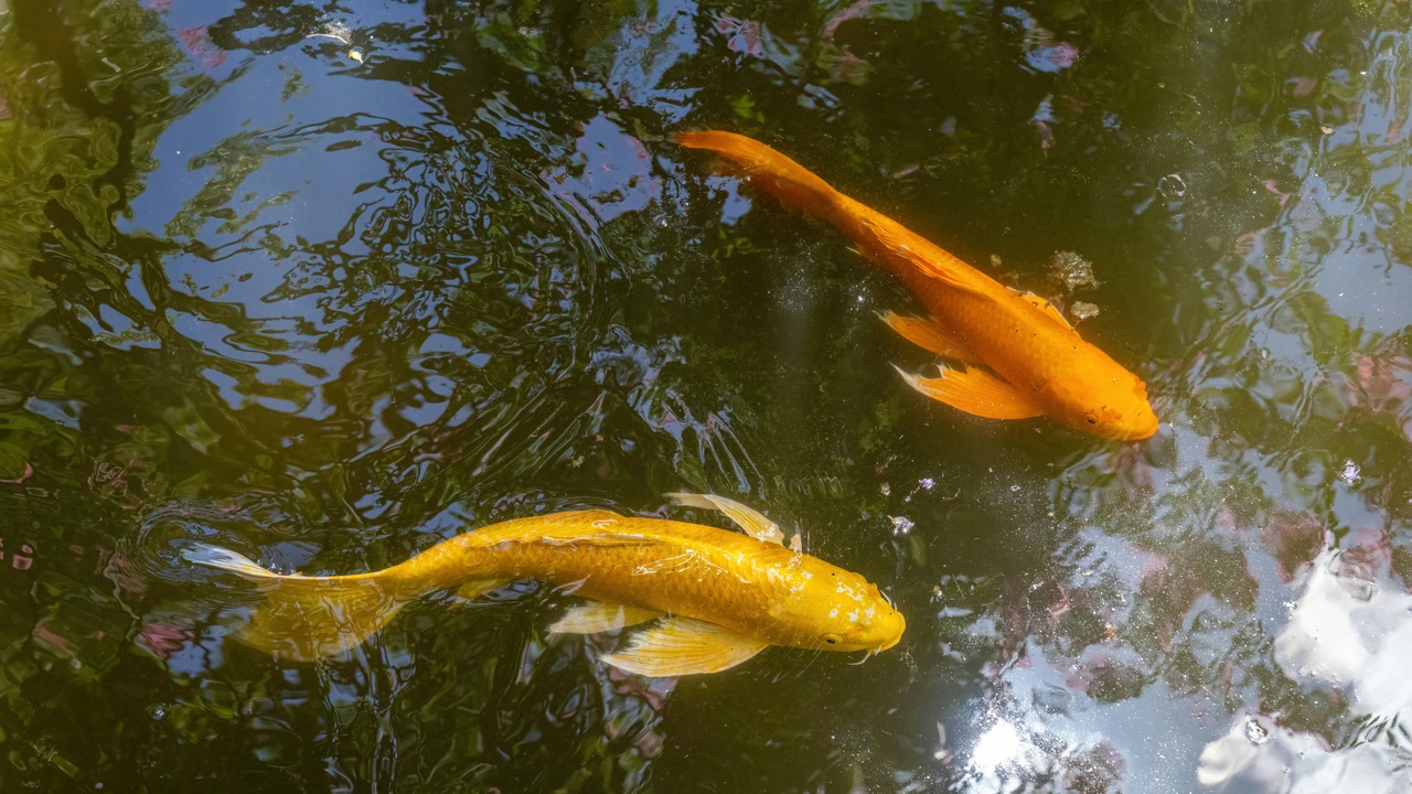 Group of goldfish schooling near the surface, responding to feeding