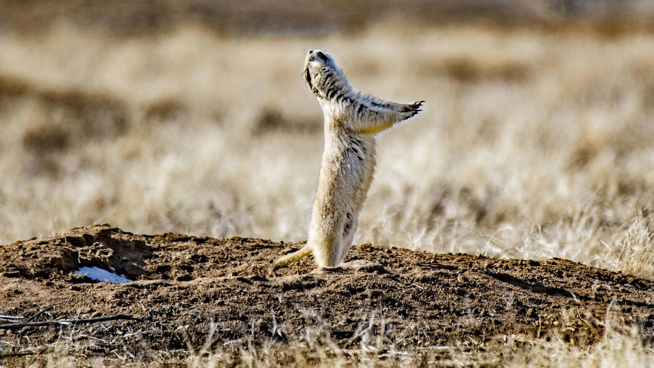Meerkats standing sentry and issuing alarm calls