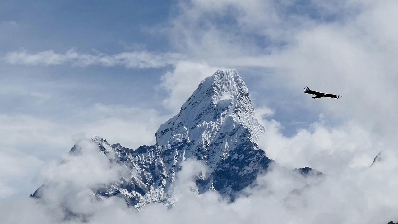 Pika collecting hay for winter