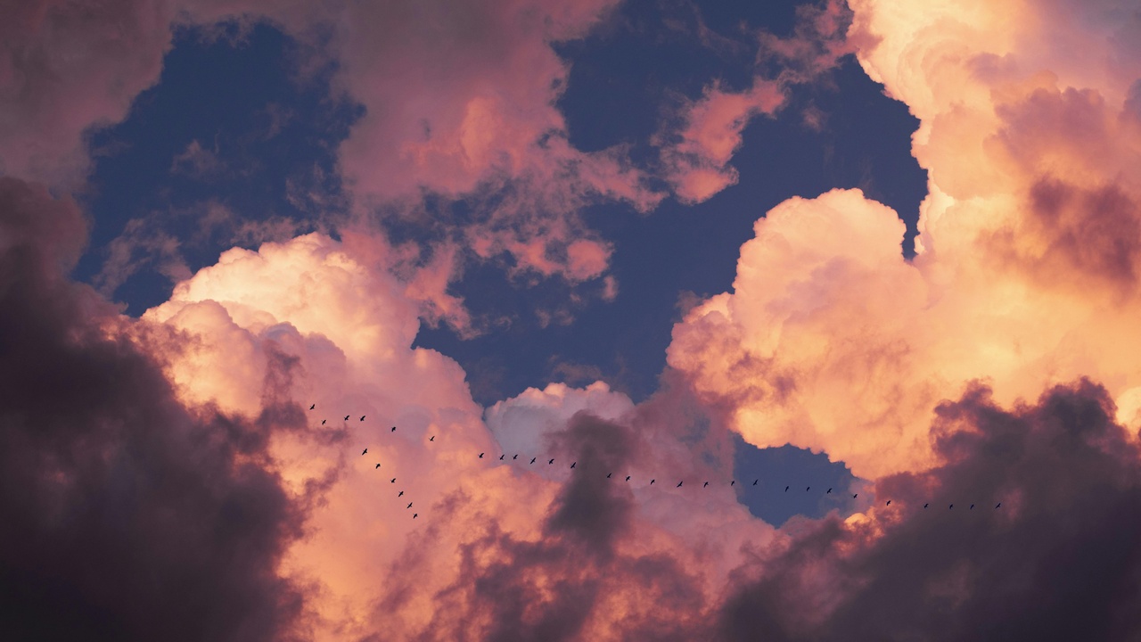 Flock of geese flying in V-formation during migration