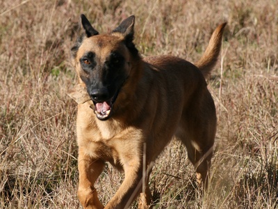 Belgian Malinois