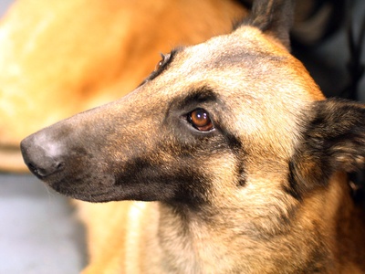 Belgian Malinois