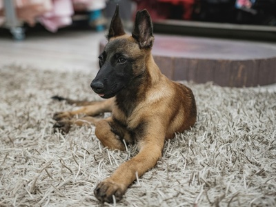 Belgian Malinois