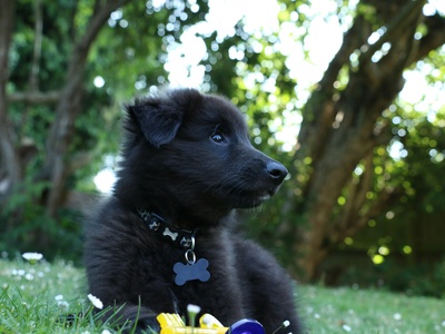 Belgian Sheepdog