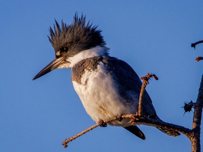 Belted Kingfisher