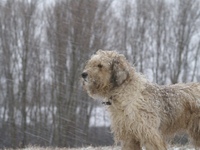 Bergamasco Sheepdog