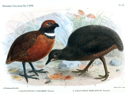 Berlepsch's Tinamou