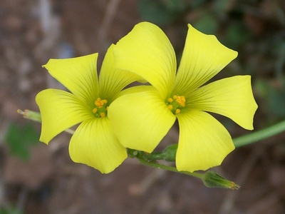 Bermuda Buttercup