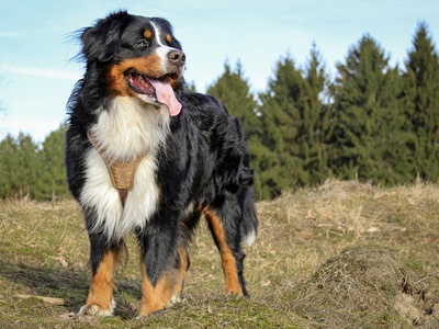 Bernese Mountain Dog