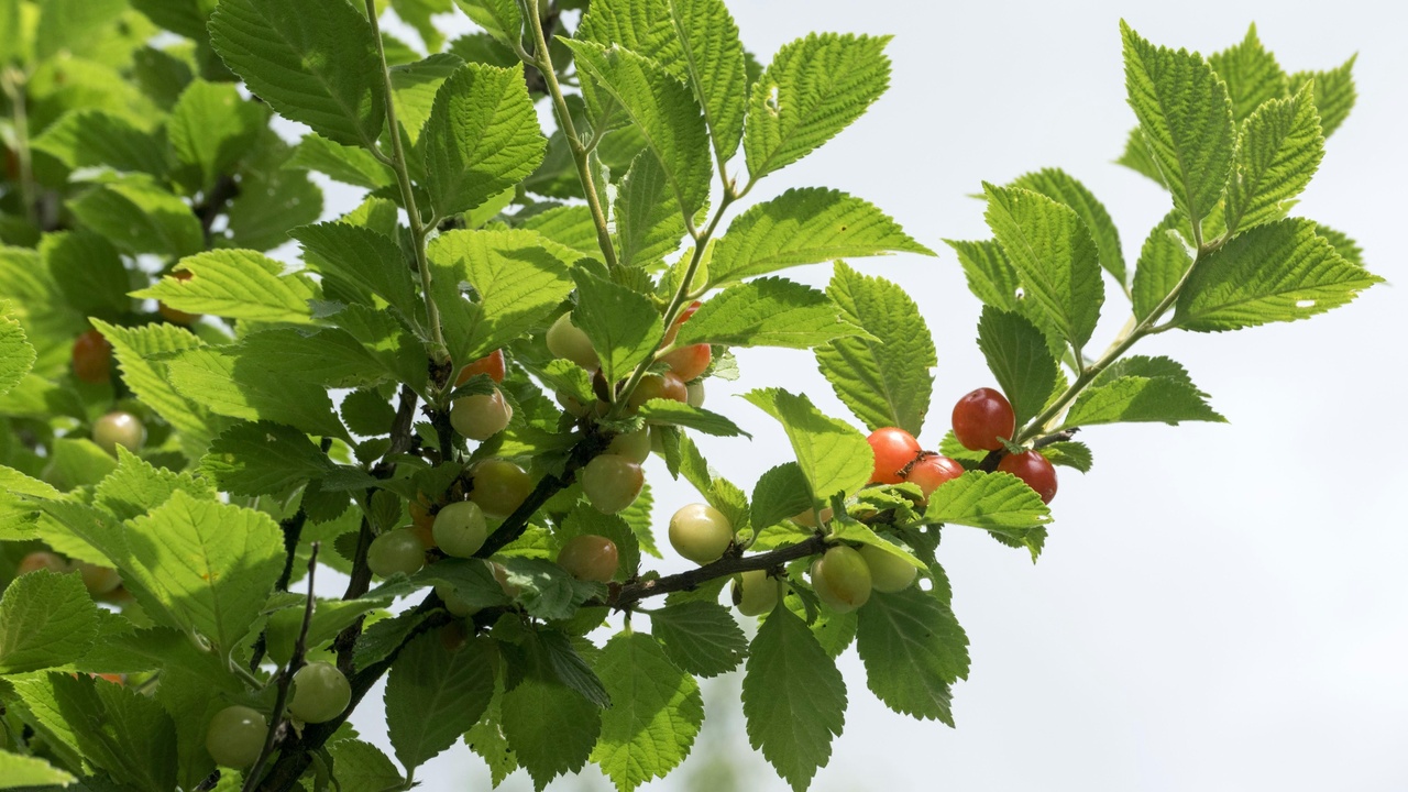 Forest floor with bilberry and lingonberry in Lithuanian boreal woodland