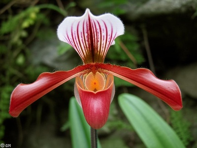 Besse's Phragmipedium