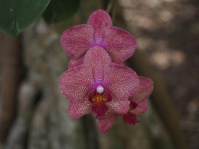 Besse's Slipper Orchid