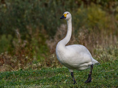 Bewick's Swan