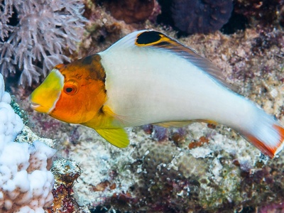 Bicolor Parrotfish