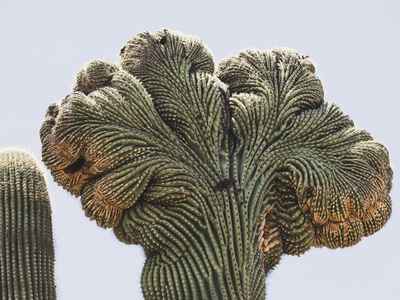 Big-bellied Organpipe Cactus