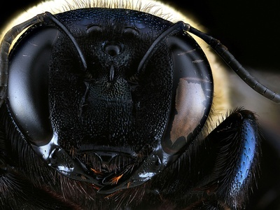 Big-eyed Rove Beetle