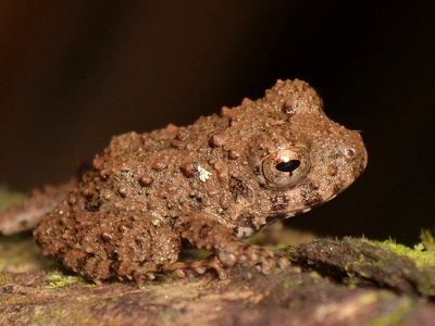 Big-headed Frog