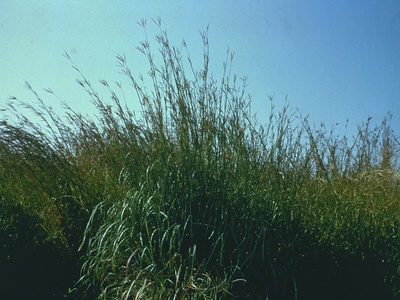 Big Bluestem