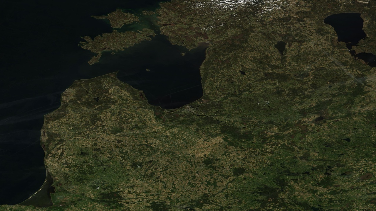 Brown bear in Latvian forest, near Gauja National Park