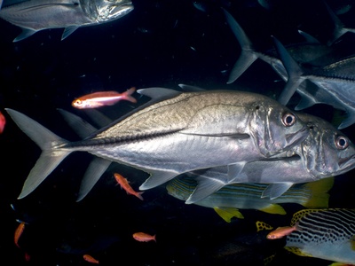 Bigeye trevally