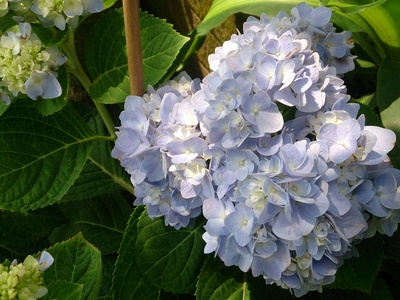 Bigleaf Hydrangea